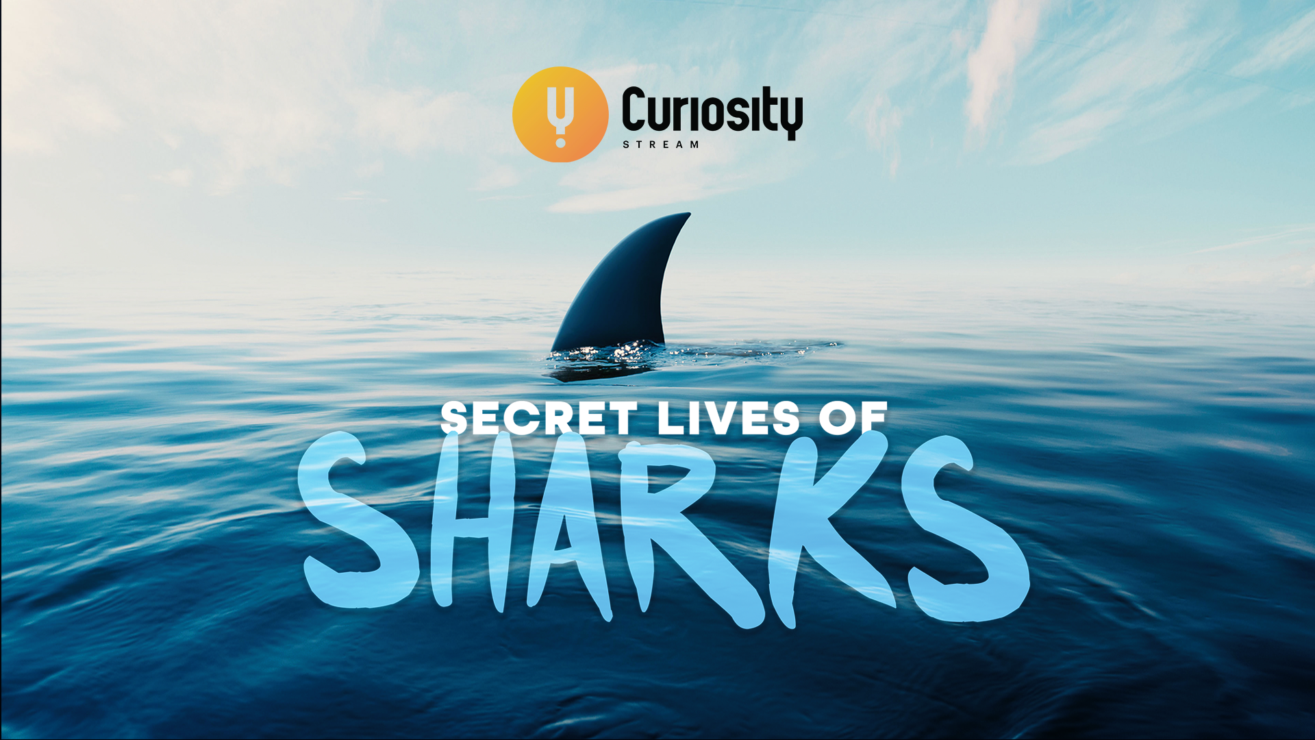 Secret Lives of Sharks